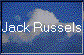 Jack Russels