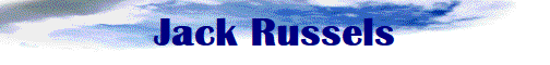Jack Russels